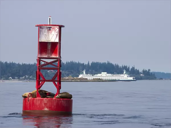 US, WA. California Sea Lions (Zalophus californianus) on channel marker buoy, Bainbridge  /  Seattle