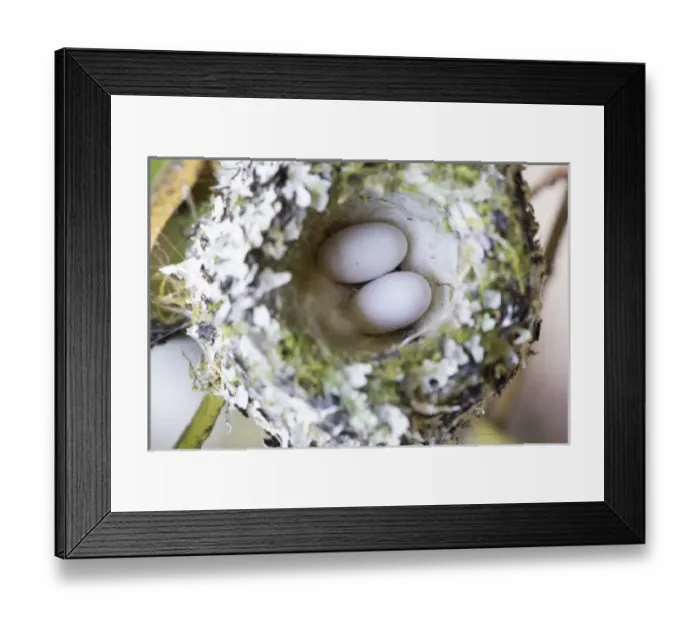 Framed Print : US, WA, Rufous Hummingbird (Selasphorus rufus) nest with eggs. female lines nest with spider silk