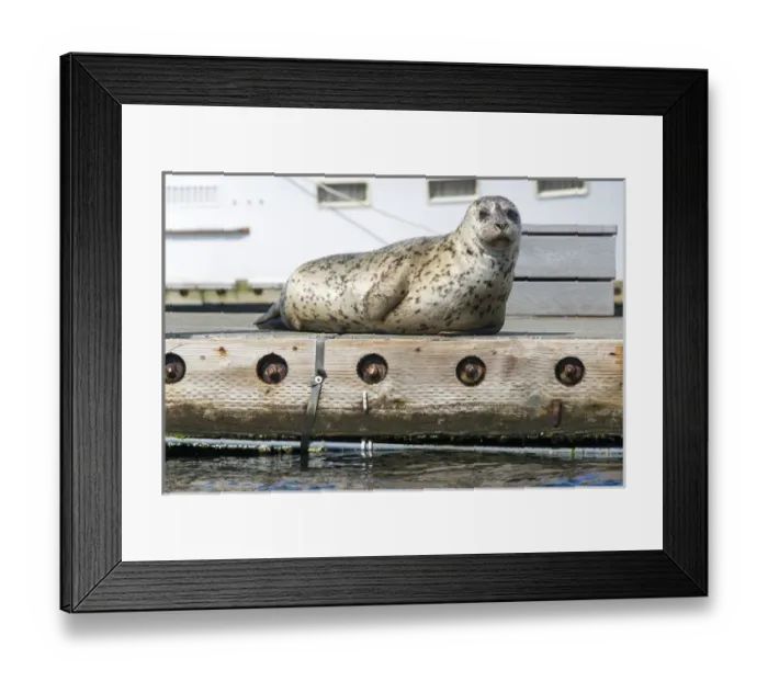 Framed Print : US, WA, Poulsbo. harbor seal haul out on dock. Acclimated to boat traffic