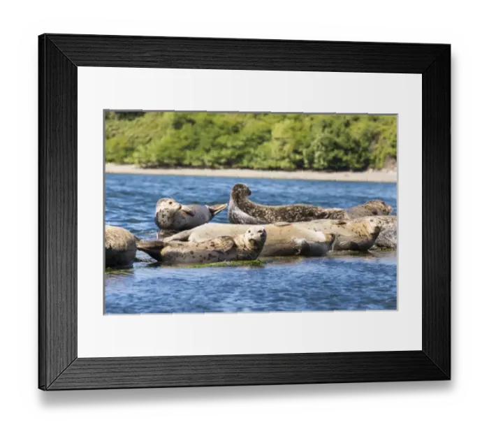 Framed Print : US, WA, Poulsbo. Harbor seal haul out. Liberty Bay