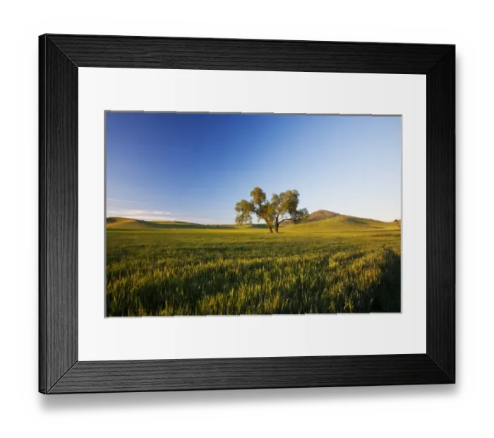 Framed Print : North America; USA; Washington; Palouse Country; Lone Tree In Rolling Hills of Wheat