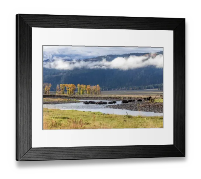Framed Print : USA, Wyoming, Yellowstone National Park. Bison crossing stream Framed Print : USA, Wyoming, Yellowstone National Park. Bison crossing stream
