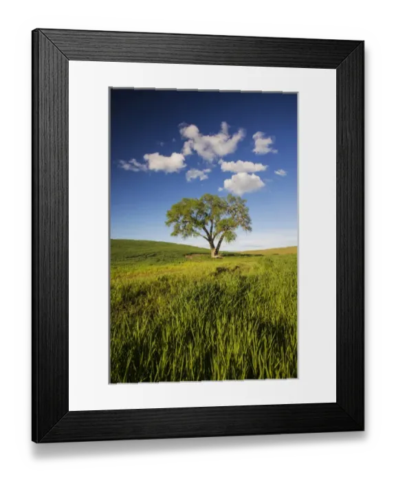 Framed Print : North America; USA; Washington; Colfax; Rolling Wheat Fields with Lone Tree Framed Print : North America; USA; Washington; Colfax; Rolling Wheat Fields with Lone Tree