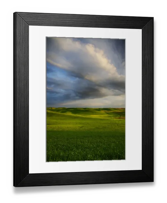 Framed Print : North America; USA; Washington; Palouse Country; Rolling Hills of Green Spring Wheat Framed Print : North America; USA; Washington; Palouse Country; Rolling Hills of Green Spring Wheat