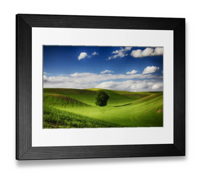Framed Print : North America; USA; Washington; Colfax; Rolling Wheat Fields with Lone Tree Framed Print : North America; USA; Washington; Colfax; Rolling Wheat Fields with Lone Tree