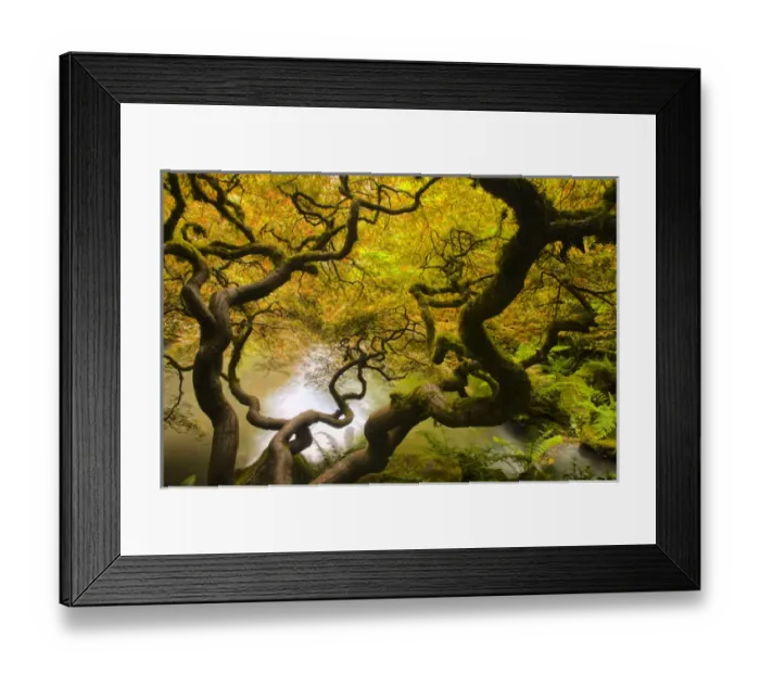 Framed Print : North America; Usa; Washington; Seattle Kabota Gardens; Spring Japanese Maple Hanging Framed Print : North America; Usa; Washington; Seattle Kabota Gardens; Spring Japanese Maple Hanging