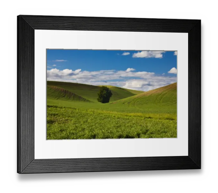 Framed Print : North America; USA; Washington; Colfax; Rolling Wheat Fields with Lone Tree