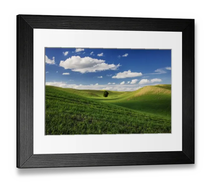 Framed Print : North America; USA; Washington; Colfax; Rolling Wheat Fields with Lone Tree Framed Print : North America; USA; Washington; Colfax; Rolling Wheat Fields with Lone Tree