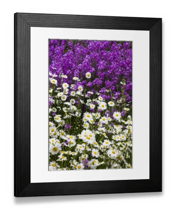 Framed Print : North America; USA; Washington; Palouse; Wildflowers along side the back country road Framed Print : North America; USA; Washington; Palouse; Wildflowers along side the back country road