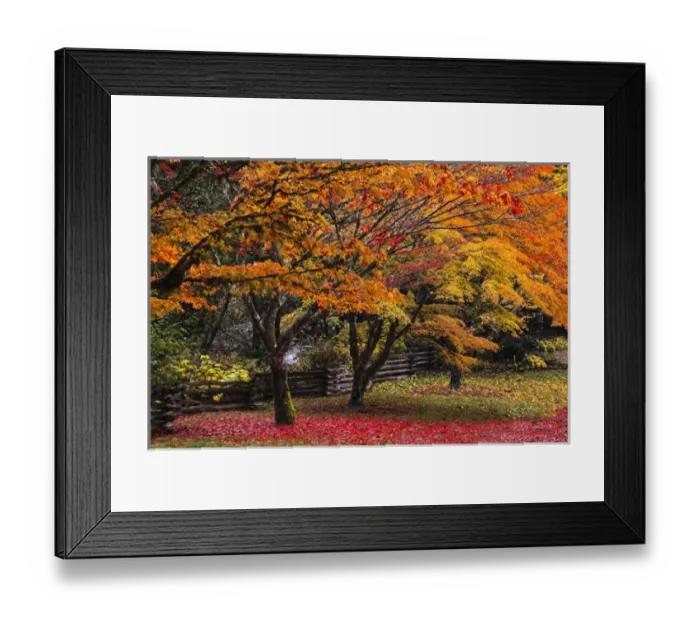 Framed Print : North America; USA; Washington; Newhalem; Red Vine Maple in Full Autumn Glory Framed Print : North America; USA; Washington; Newhalem; Red Vine Maple in Full Autumn Glory