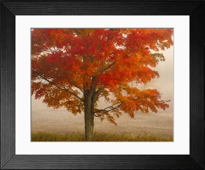 Framed Print : USA, West Virginia, Cannan Valley State Park Framed Print : USA, West Virginia, Cannan Valley State Park
