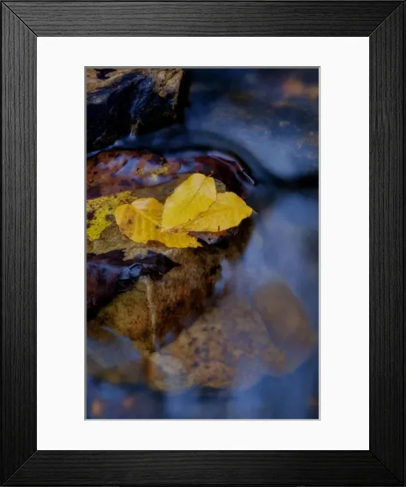 Framed Print : USA, West Virginia, Babcock State Park. Leaves floating on water