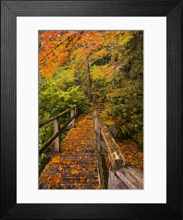 Framed Print : North America; USA; Washington; Newhalem; Red Vine Maple in Full Autumn Glory