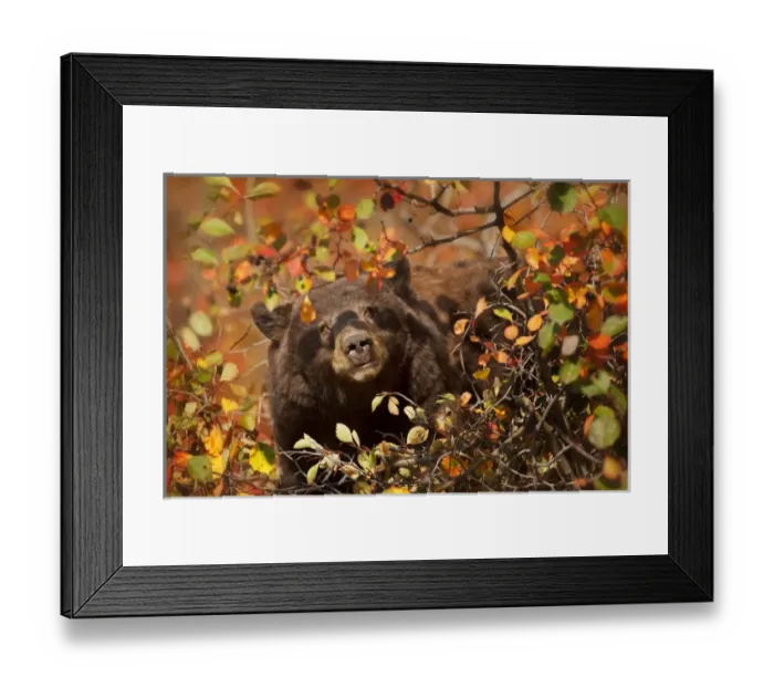 Framed Print : USA, Wyoming, Grand Teton National Park. Black bear foraging for Hawthorne berries
