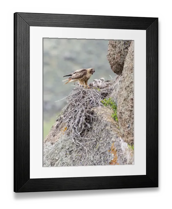 Framed Print : USA, Wyoming, Sublette County, Red-tailed Hawk feeding rodent to young in stick nest Framed Print : USA, Wyoming, Sublette County, Red-tailed Hawk feeding rodent to young in stick nest