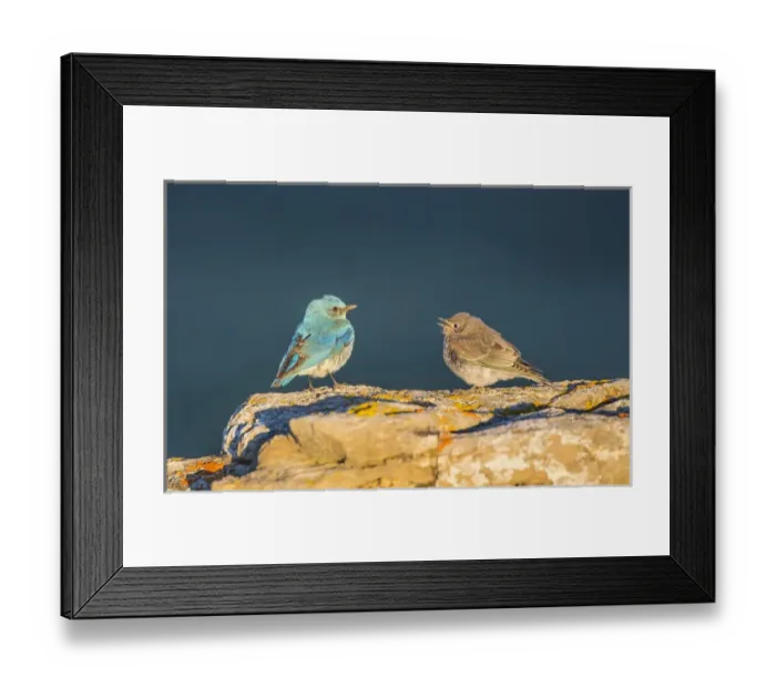 Framed Print : USA, Wyoming, Sublette County, Male Mountain bluebird with begging fledgling Framed Print : USA, Wyoming, Sublette County, Male Mountain bluebird with begging fledgling