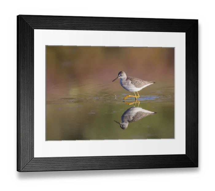 Framed Print : USA, Wyoming, Sublette County, Lesser Yellowlegs walking in reflected water Framed Print : USA, Wyoming, Sublette County, Lesser Yellowlegs walking in reflected water