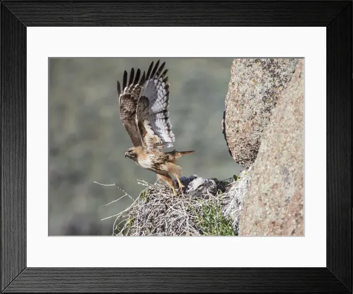 Framed Print : USA, Wyoming, Sublette County, Red-tailed Hawk flying away from nest with young Framed Print : USA, Wyoming, Sublette County, Red-tailed Hawk flying away from nest with young