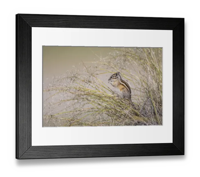 Framed Print : USA, Wyoming, Sublette County, Least Chipmunk eating grass seed heads while sitting Framed Print : USA, Wyoming, Sublette County, Least Chipmunk eating grass seed heads while sitting