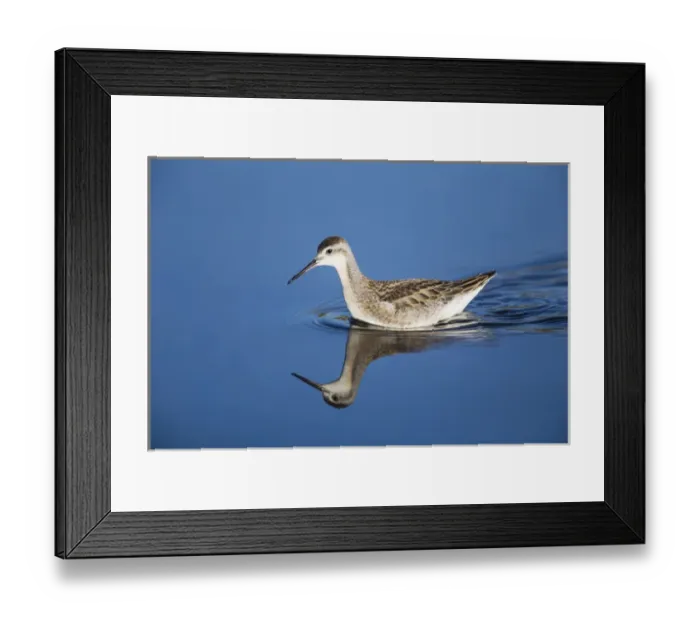Framed Print : USA, Wyoming, Sublette County, Juvenile Wilsons Phalarope swimming in lake Framed Print : USA, Wyoming, Sublette County, Juvenile Wilsons Phalarope swimming in lake