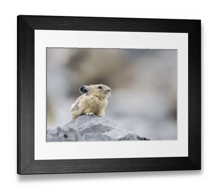 Framed Print : USA, Wyoming, Sublette County, Pica sitting on rock