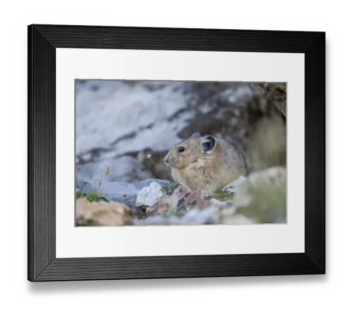 Framed Print : USA, Wyoming, Sublette County, Pica eating dried flower stem Framed Print : USA, Wyoming, Sublette County, Pica eating dried flower stem