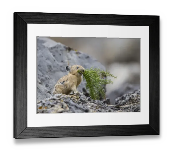 Framed Print : USA, Wyoming, Sublette County, Pica gathering plants for winter food Framed Print : USA, Wyoming, Sublette County, Pica gathering plants for winter food