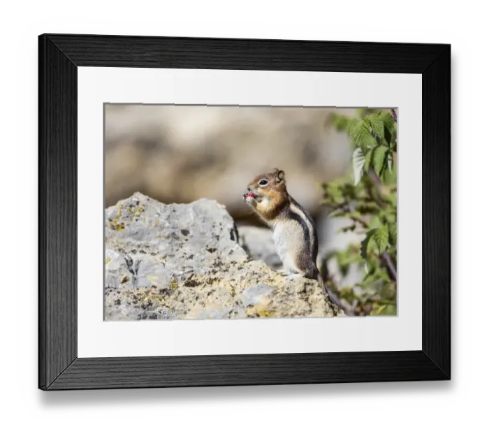 Framed Print : USA, Wyoming, Sublette County, Golden-mantled Ground Squirrel eating raspberry Framed Print : USA, Wyoming, Sublette County, Golden-mantled Ground Squirrel eating raspberry