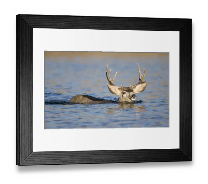 Framed Print : USA, Wyoming, Sublette County, Mule Deer buck swimming lake during migration in fall Framed Print : USA, Wyoming, Sublette County, Mule Deer buck swimming lake during migration in fall