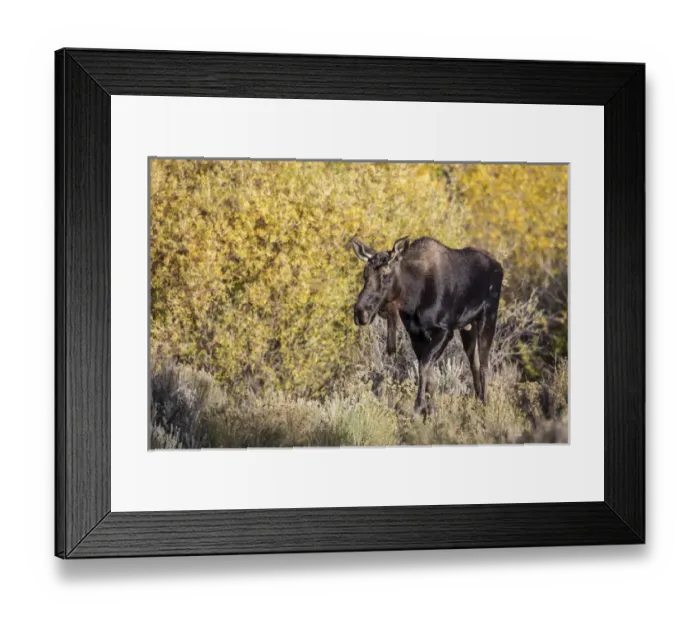 Framed Print : USA, Wyoming, Sublette County, Young bull moose walking amongst fall colors Framed Print : USA, Wyoming, Sublette County, Young bull moose walking amongst fall colors