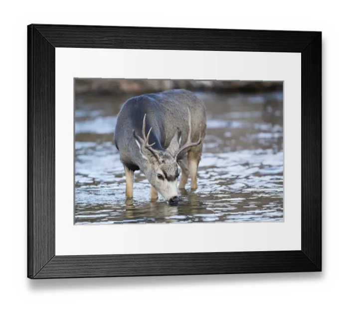 Framed Print : USA, Wyoming, Sublette County, Mule Deer buck drinking water from river