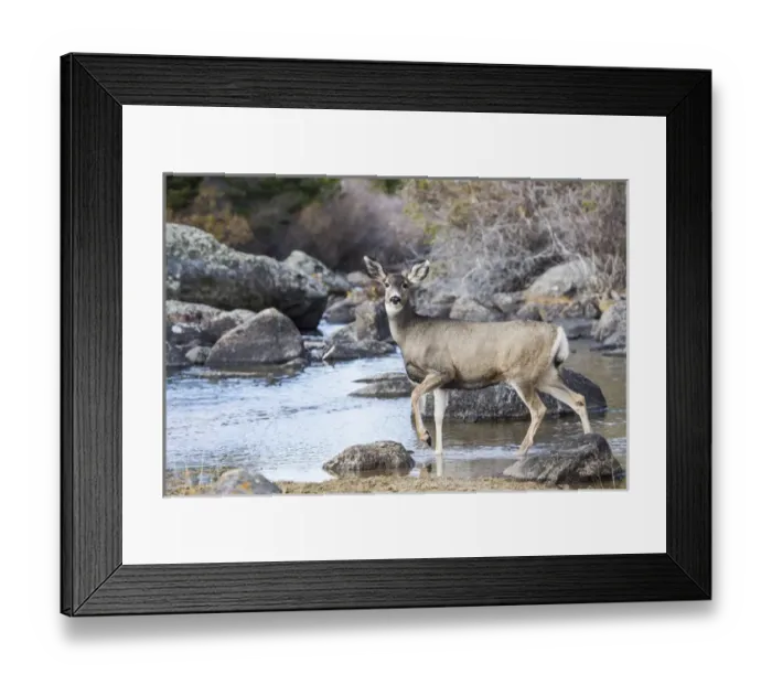 Framed Print : UsA, Wyoming, Sublette County, Mule Deer doe at river