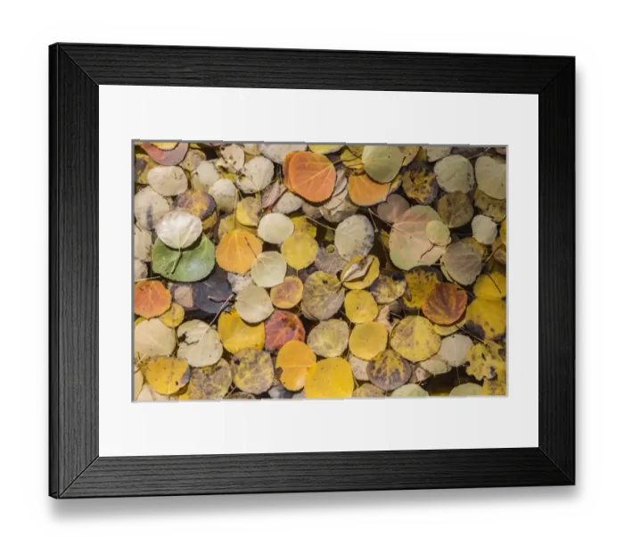 Framed Print : USA, Wyoming, Sublette County, Autumn aspen leaves floating on pond Framed Print : USA, Wyoming, Sublette County, Autumn aspen leaves floating on pond