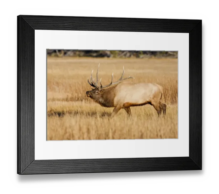 Framed Print : USA, Wyoming, Yellowstone National Park, Bull Elk in rut posturing in evening light Framed Print : USA, Wyoming, Yellowstone National Park, Bull Elk in rut posturing in evening light