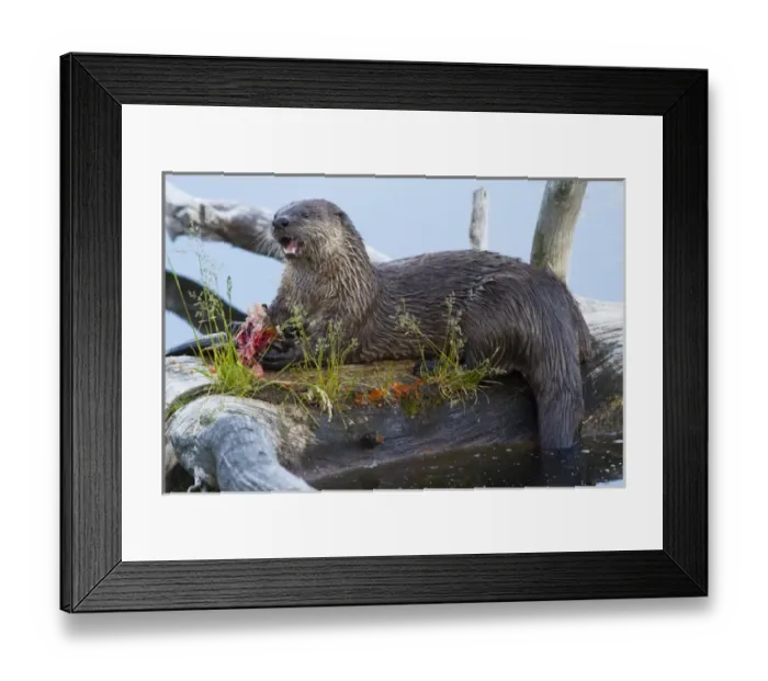 Framed Print : USA, Wyoming, Yellowstone National Park, Female Northern River Otter on log in Trout Framed Print : USA, Wyoming, Yellowstone National Park, Female Northern River Otter on log in Trout