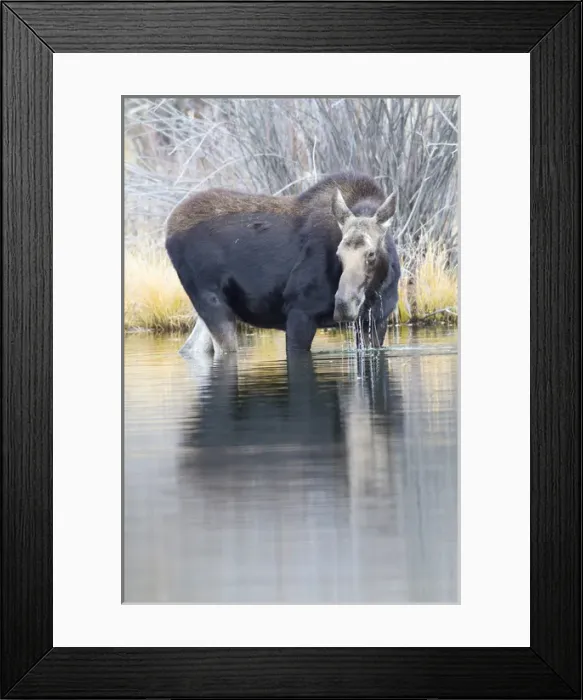Framed Print : USA, Wyoming, Sublette County, Cow moose lifting head from pond after feeding Framed Print : USA, Wyoming, Sublette County, Cow moose lifting head from pond after feeding