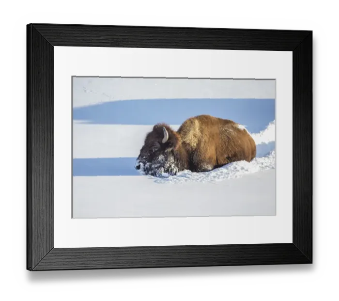 Framed Print : USA, Wyoming, Yellowstone National Park, Bison Cow breaking trail for herd in deep snow