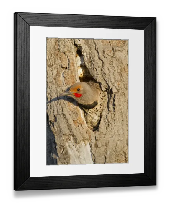 Framed Print : USA, Wyoming, Sublette County, Male Northern Flicker peering from nest cavity Framed Print : USA, Wyoming, Sublette County, Male Northern Flicker peering from nest cavity