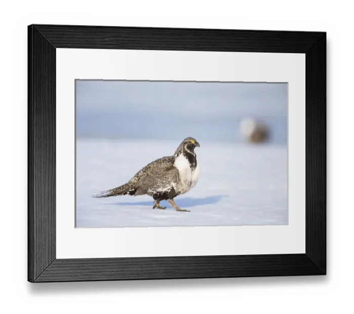 Framed Print : USA, Wyoming, Sublette County, Greater Sage Grouse male walking on spring snow