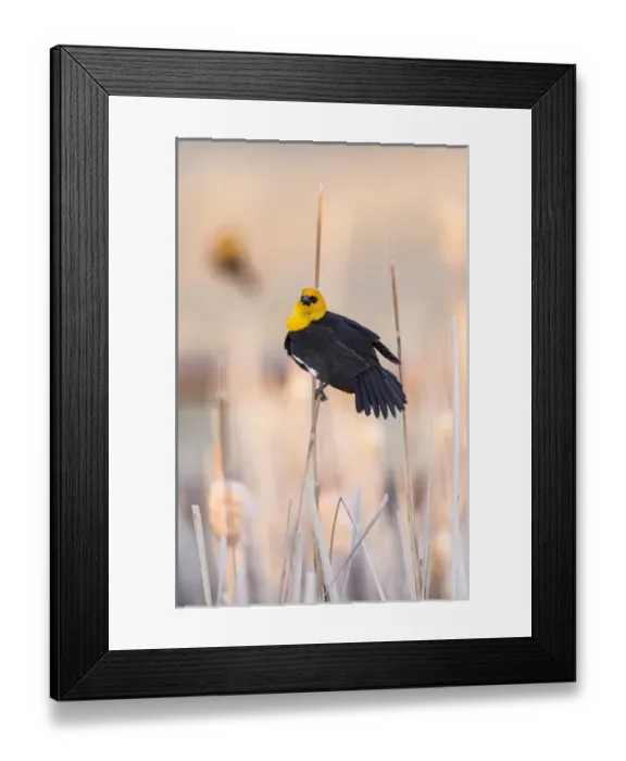 Framed Print : USA, Wyoming, Sublette County, Yellow-headed Blackbird in cattail marsh