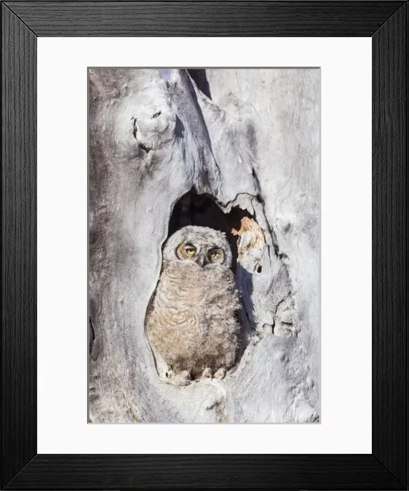 Framed Print : USA, Wyoming, Lincoln County, Great Horned Owl nestling sitting at entrance to nest