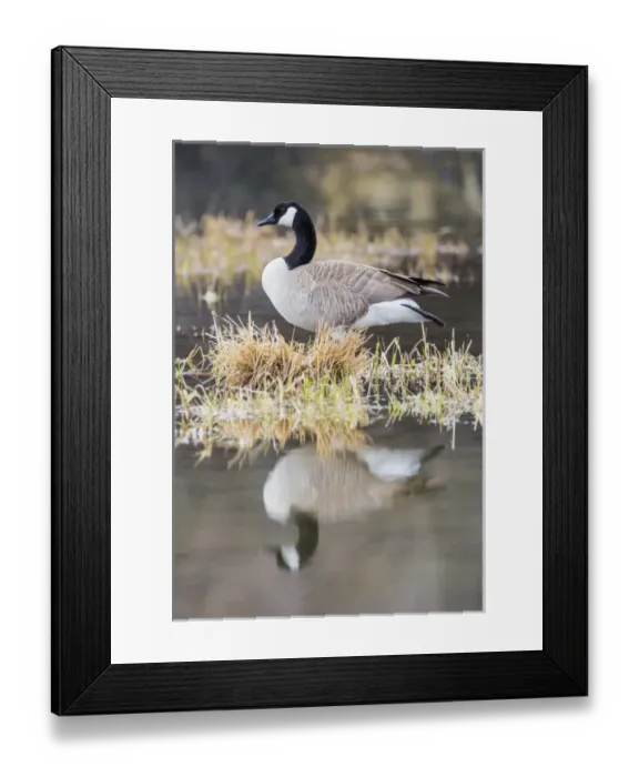 Framed Print : USA, Wyoming, Sublette County, Canada Goose in pond with reflection Framed Print : USA, Wyoming, Sublette County, Canada Goose in pond with reflection