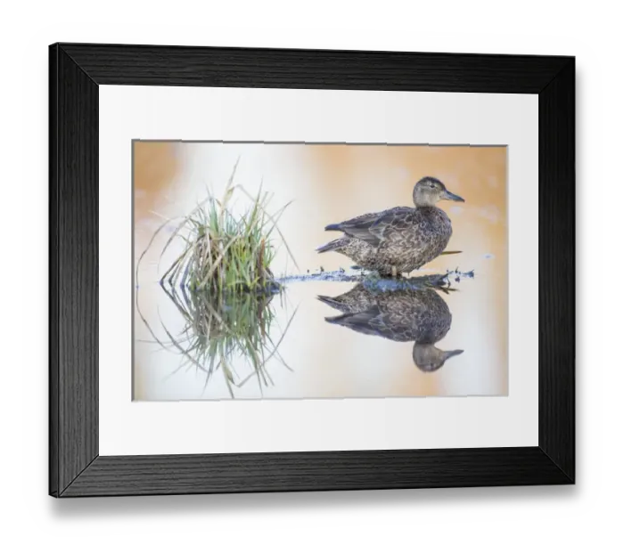 Framed Print : USA, Wyoming, Sublette County, Female Cinnamon Teal standing in pond with reflection Framed Print : USA, Wyoming, Sublette County, Female Cinnamon Teal standing in pond with reflection
