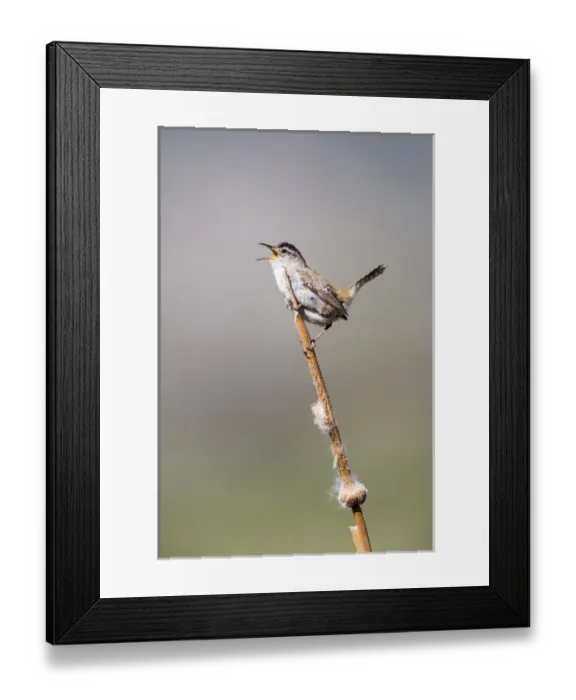 Framed Print : USA, Wyoming, Sublette County, Marsh Wren singing on cattail stalk Framed Print : USA, Wyoming, Sublette County, Marsh Wren singing on cattail stalk