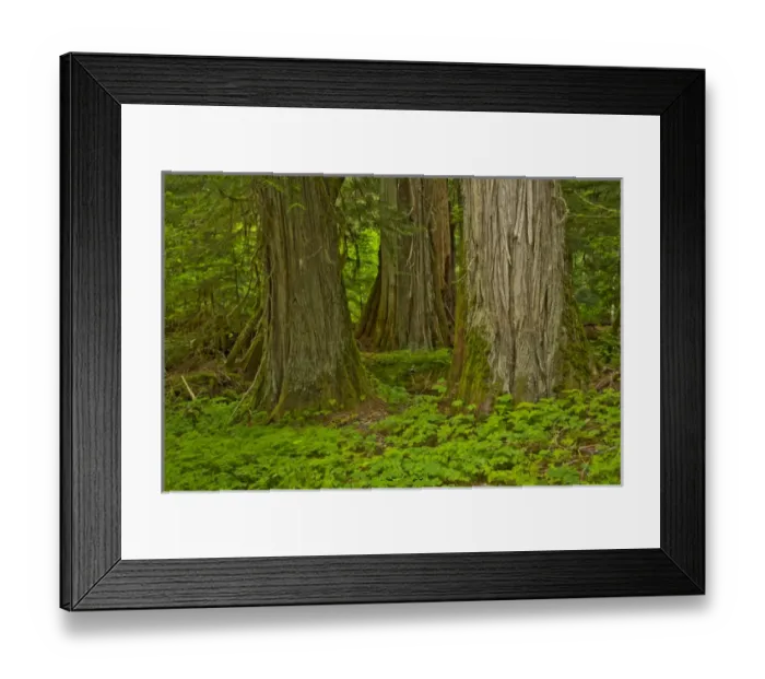 Framed Print : Western Hemlock; cedar; Grove of the Patriarchs; Mount Rainier National Park; Washington
