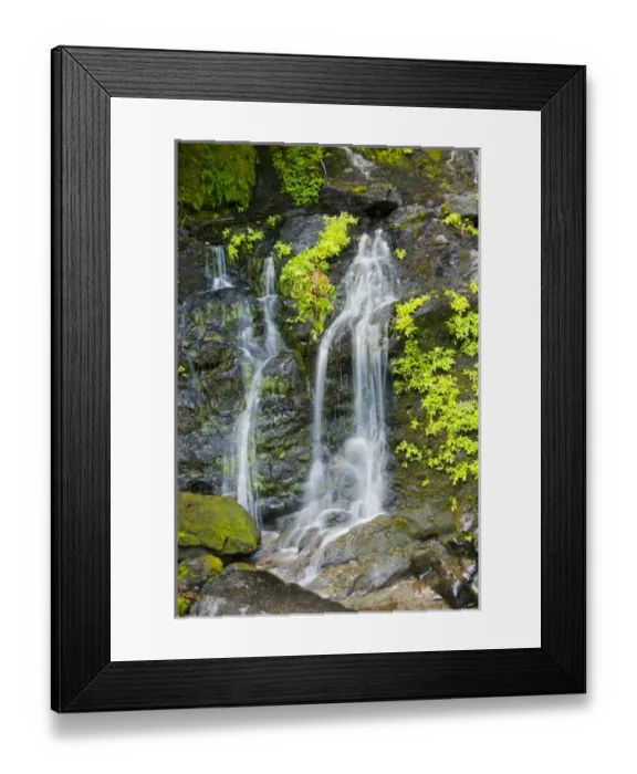 Framed Print : Falls Creek Falls, Mount Rainier National Park; Washington; USA