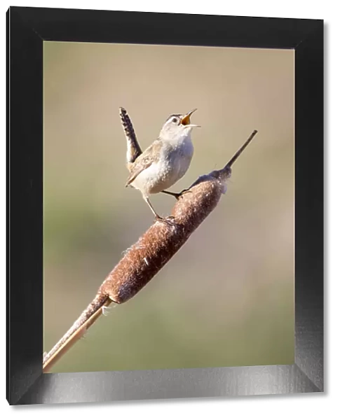 USA, Wyoming, Sublette County, Marsh Wren singing on cattail stalk