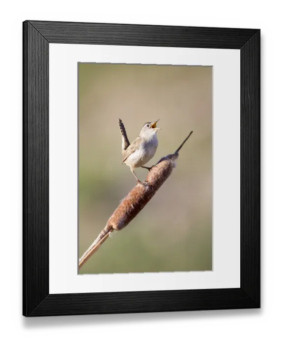 Framed Print : USA, Wyoming, Sublette County, Marsh Wren singing on cattail stalk Framed Print : USA, Wyoming, Sublette County, Marsh Wren singing on cattail stalk