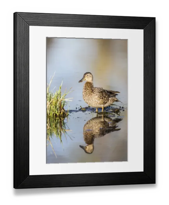 Framed Print : USA, Wyoming, Sublette County, Female Cinnamon Teal standing in pond with reflection