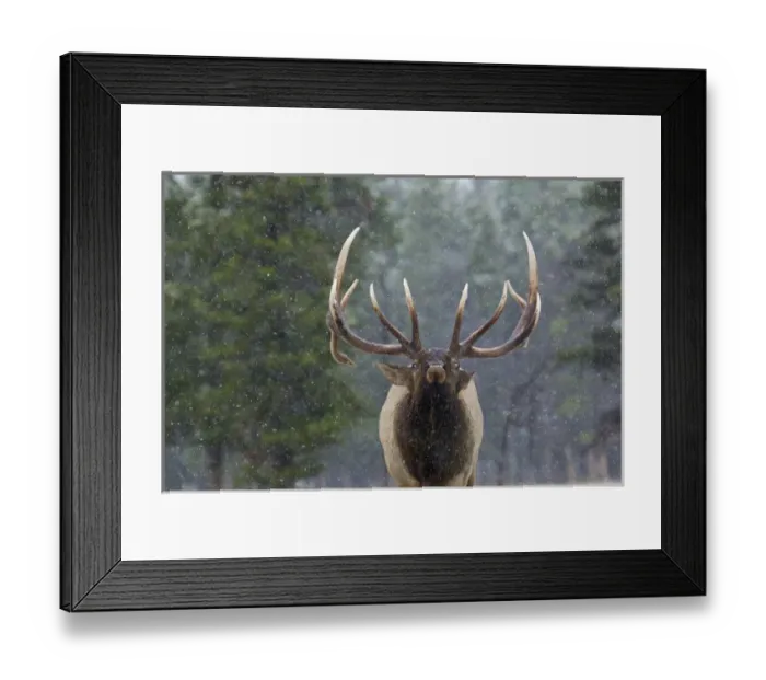 Framed Print : Rocky Mountain Bull Elk Framed Print : Rocky Mountain Bull Elk